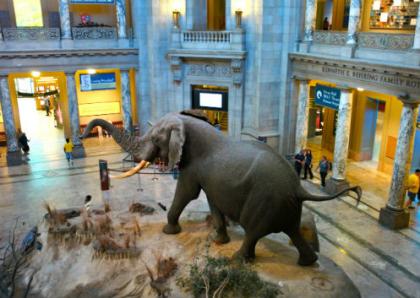 Washington, D.C. die beste Stadt in den USA ist - Natural History Museum Washington D.C.